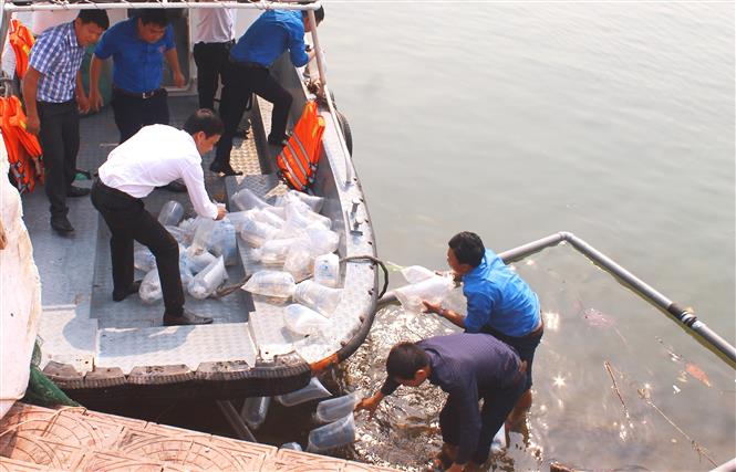3-114239_529.jpg Thả các loại giống cá trên sông Nhật Lệ. Ảnh: Chi cục Thủy sản Quảng Bình