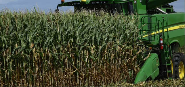 A central Illinois corn farmer begins to harvest this years crops of corn in Pleasant Plains, Ill. Wet, cool conditions across much of Illinois have put farmers behind schedule in bringing their corn in from the fields, according to the U.S. Department of Agriculture. Photo: AP/Seth Perlman