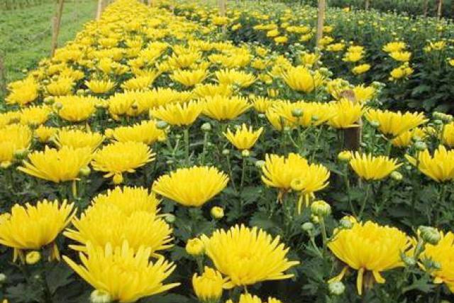 Vietnam's flowers are selling more and more in Japan. Photo: TL.
