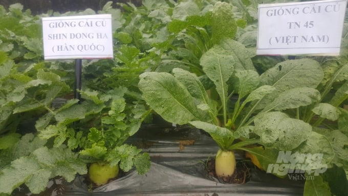 Korean radish (right) and control radish grown in Quyet Chien commune, Tan Lac district (Hoa Binh). Photo: H. Tien.