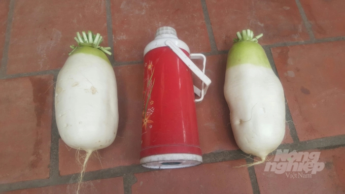 Korean radish is almost as big as a 2 liter thermos. Photo: H.Tien.