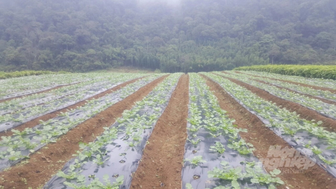Households continue to expand the area of ​​Korean radish growing. Photo: H.Tien.