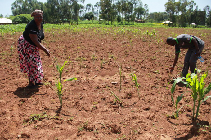 Dorine Aoko and Rangwe sub-county extension officer Andrew Nyasane in Aoko's maize farm which has been destroyed by armyworms at Gul Kagembe in Rangwe on April 6, 2022. Photo: James Omoro, Standard
