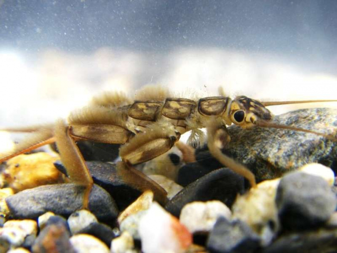 A common species of Stonefly in the genus Doroneuria, this was one of many species detected in the Sierra Nevada study. Photo credit: David Herbst/ UCSB/UCSC/ Sierra Nevada ARL