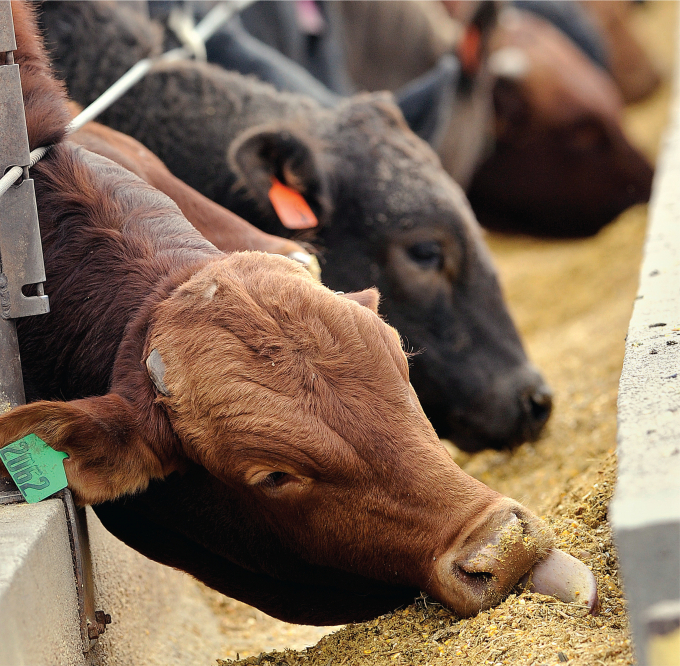 Feedyards face added expenses to feed cattle longer and with less energy-rich diets to reduce the risk of liver abscesses when not using antibiotics. Photo: AP