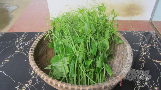 4-101217_841.jpg Rau su su của HTX Quyết Chiến được công nhận đạt chuẩn VietGAP. Ảnh: H.Tiến.