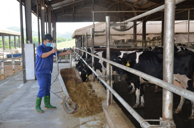 Tuyen Quang province strives to reach 20,000 tons of fresh milk per year by 2023. Photo: Dao Thanh.