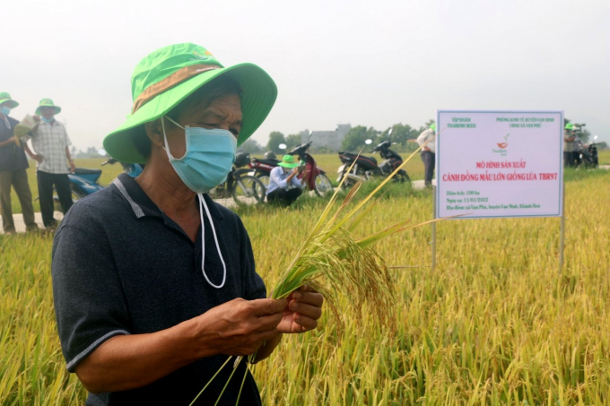Nông dân Ngô Văn Dũng tấm tắc khen giống lúa TBR97 không bị sâu bệnh, trong khi giống sản xuất địa phương bị đạo ôn nhiều. Ảnh: KS.