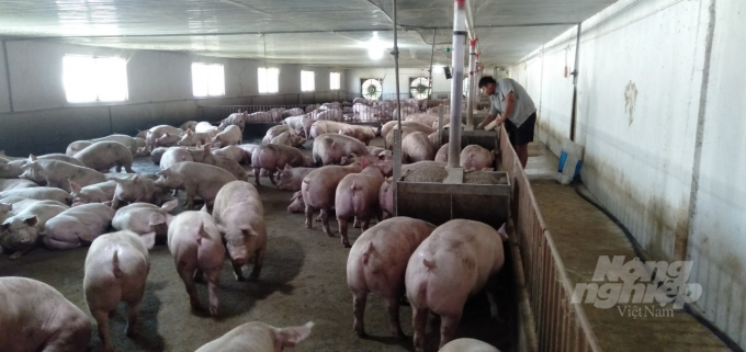 Automatic feeding system helps to reduce labor costs, save on feed and increase profits. Photo: Tran Trung.