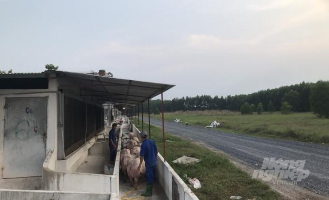 Mr. Cuong's enclosed circulating farm opens up a new direction, stimulating local people to boldly follow. Photo: Tran Trung.