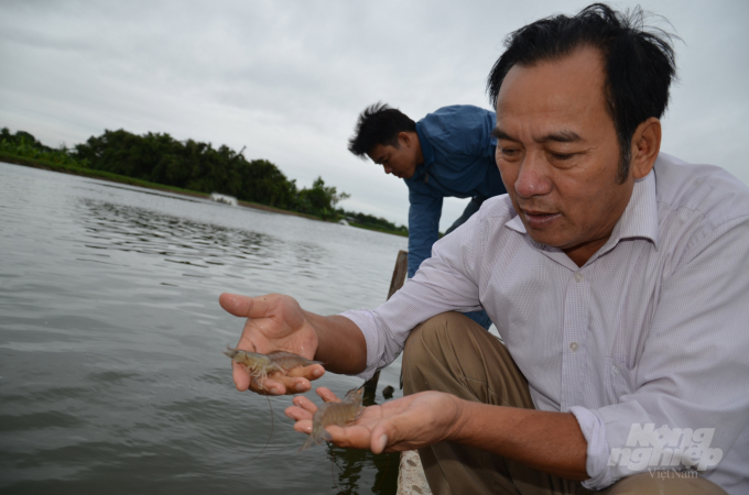 Mr. 'Fisherman Hoa' checking the shrimps in his pond. Photo: Duong Dinh Tuong.