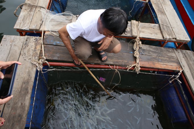 Ông Chu Minh Độ, chủ nhà hàng bè nổi cho biết, mặc dù mới đầu mùa nhưng mỗi ngày nhà hàng của ông phải chuẩn bị 50 - 70kg mực. Ngày thường, trung bình bè của ông bán khoảng 30 - 50kg mực nhưng những ngày cuối tuần lượng khách tăng đột biến nên nhiều hôm không đủ mực để bán.
