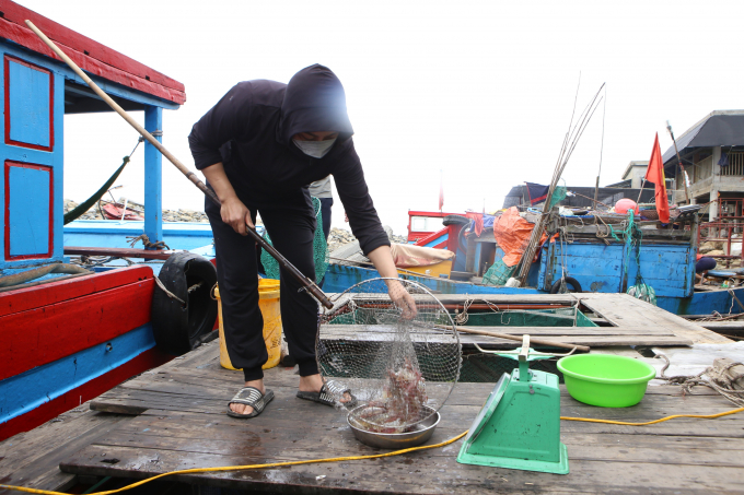 14-103254_745.jpg Sở dĩ mực nhảy ở Vũng Áng tươi ngon, đặc trưng hơn những khu vực khác là nhờ độ mặn khác biệt của nước biển.