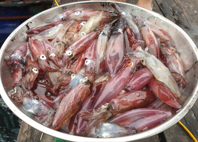 2-102448_525.jpg Những con mực tươi được vớt lên bờ để cân, đưa vào chế biến cho khách.