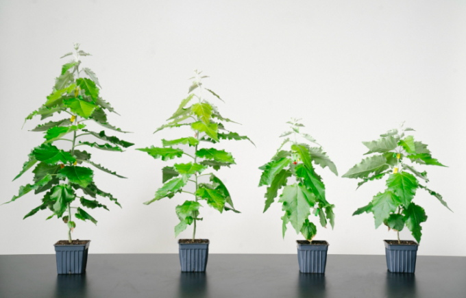 living-carbon-2_resize_md-113159_369.jpeg Siêu cây chống biến đổi khí hậu của Carbon Living. Ảnh: IE
