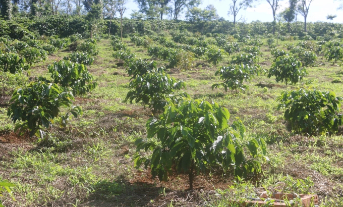 The Project VnSAT helped spread the replanting program outside the project framework. Photo: Dang Lam.