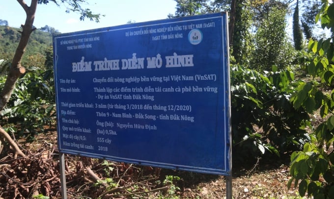 Project VnSAT in Dak Nong has supported thousands of households to effectively replant coffee. Photo: Dang Lam.