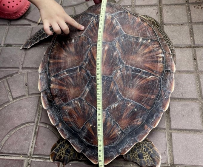 img-6459-203619_294.jpg Con vích có chiều dài mai 39cm, nặng 7kg. Ảnh: A.T.