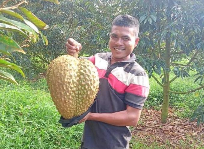Sầu riêng Khánh Sơn có chất lượng đặc sắc, nổi tiếng với cơm vàng, hạt lép. Ảnh: KS.