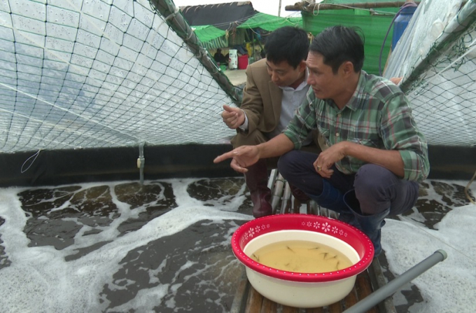 According to Mr. Dao Xuan Tu, Tan Hung 2 village, Nam Thang commune (Tien Hai, Thai Binh), to successfully raise high-tech shrimp, you must ensure that the shrimp seed is disease-free, the water is clean, the pond bottom is clean. Photo: TQ.