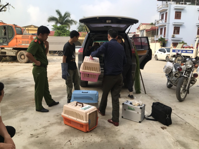 Mèo rừng được đưa về Trung tâm Cứu hộ, Bảo tồn và Phát triển sinh vật (Vườn quốc gia Cúc Phương) để theo dõi, phục hồi tập tính trước khi tái thả.