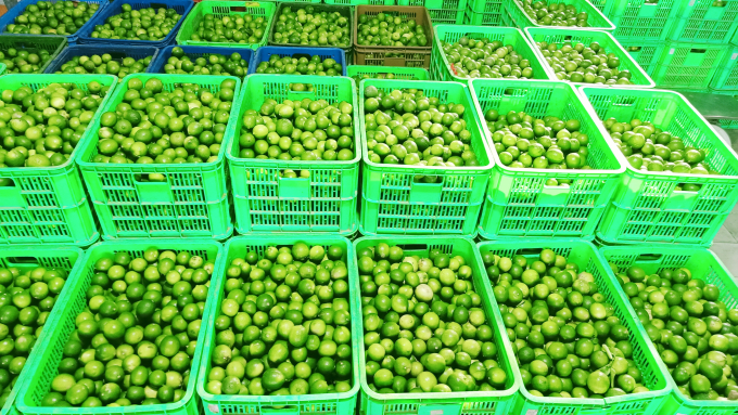 Seedless lemon of Thanh Phuoc Cooperative (Chau Thanh district, Hau Giang province). Photo: Kim Anh.