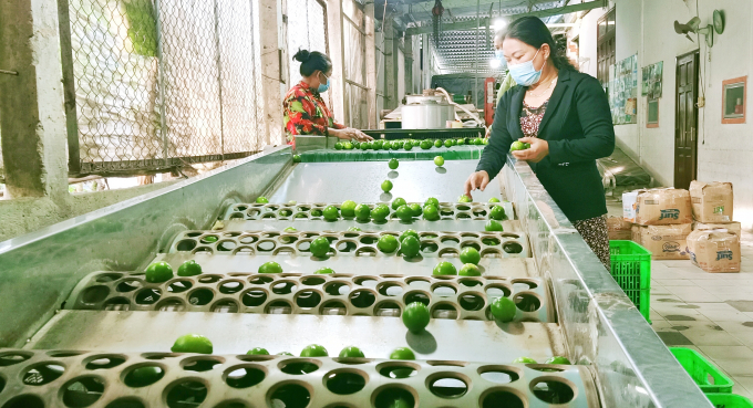 The process of drying and polishing the seedless lemon before being packaged. Photo: Kim Anh.