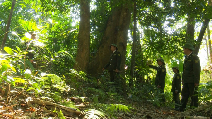 Diversifying forest products for export is one of the important goals in the program of sustainable forestry development of Thai Nguyen province. Photo: Dong Van Thuong.