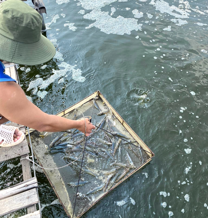 Shrimp farming using herbs yields outstanding productivity and quality. 
