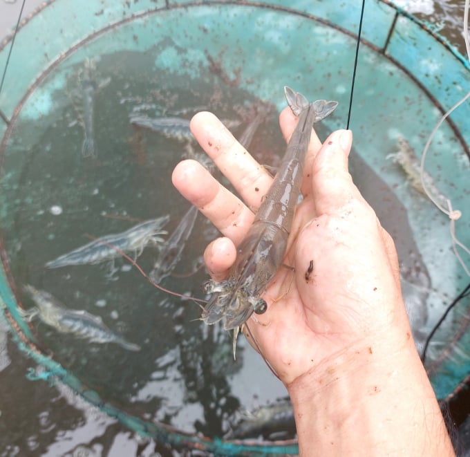 z3401083593801_576aafe50792ae6d7c528db6e2fe0717-135249_397.jpg Tôm luôn đạt chất lượng khi sử dụng thuốc thảo dược.