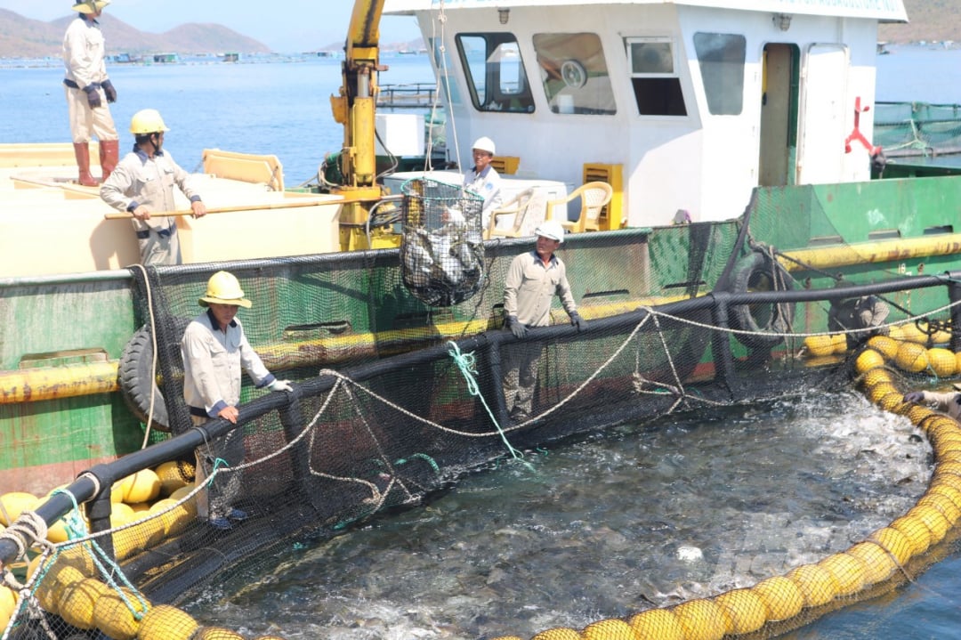 giai-phap-phat-trien-nuoi-bien-cong-nghiep-144533_266.jpg Đến năm 2021, diện tích nuôi biển của nước ta đạt khoảng 85 nghìn ha, 9 triệu m3 lồng bè và sản lượng khoảng 730 nghìn tấn. Ảnh: K.S.