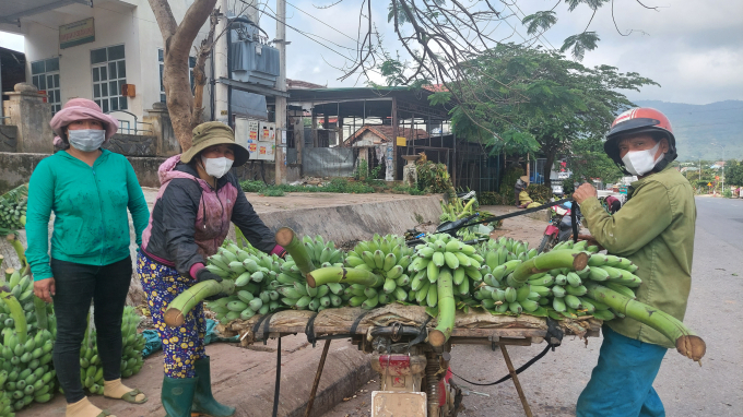 Tan Long banana market is no longer as busy as it was 3 years ago because of export jams. Photo: Vo Dung.