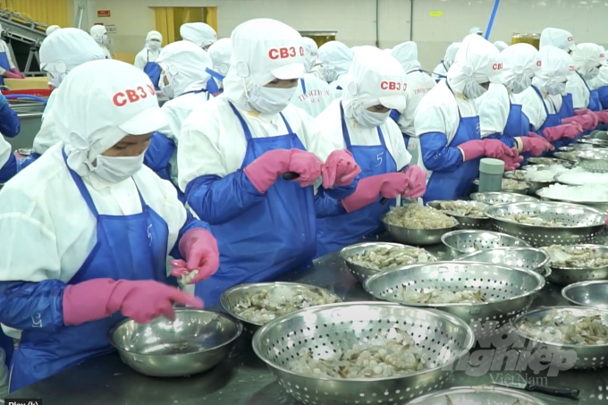 Shrimp processing for export at Thong Thuan Company, Ninh Thuan. Photo: Thanh Son.