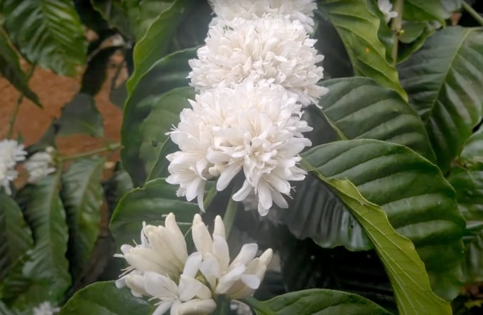 Coffee flower season in the Central Highlands. Photo: Thanh Son.