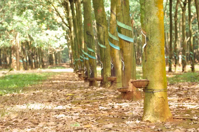 Bà con nông dân Tây Nguyên đã quen dùng phân bón Văn Điển chuyên dùng cho cao su từ hàng chục năm qua. Ảnh: TL.
