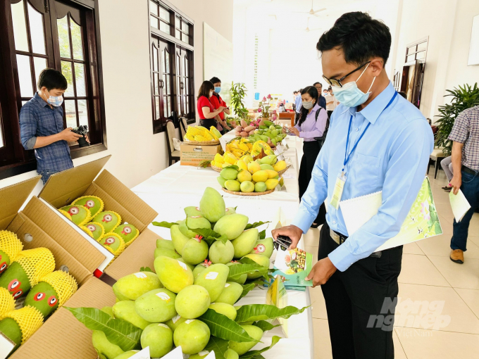 Chương trình Tuần lễ xoài Cao Lãnh nhằm giúp nông dân trồng xoài ở Đồng Tháp dần làm quen với việc tham gia sàn thương mại điện tử. Ảnh: Lê Hoàng Vũ.