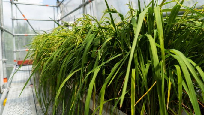 netatech_temasek_rice_-151227_779.jpg Một lô giống lúa mang tên Temasek, được lai tạo đặc biệt trong phòng thí nghiệm để có thể chống chọi với các điều kiện thời tiết như nắng nóng, hạn hán và lũ lụt. Ảnh: Netatech