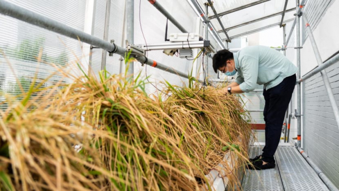 temasek_rice-151250_519.jpg Giống lúa đô thị chống chịu với biến đổi khí hậu được trồng trong một trang trại thẳng đứng của hãng Temasek. Ảnh: Netatech