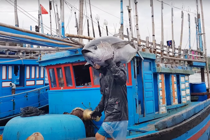 Tuna is being brought ashore. Photo: Thanh Son.