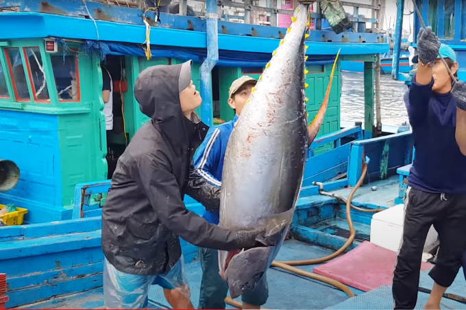 Tuna is being brought ashore. Photo: Thanh Son.