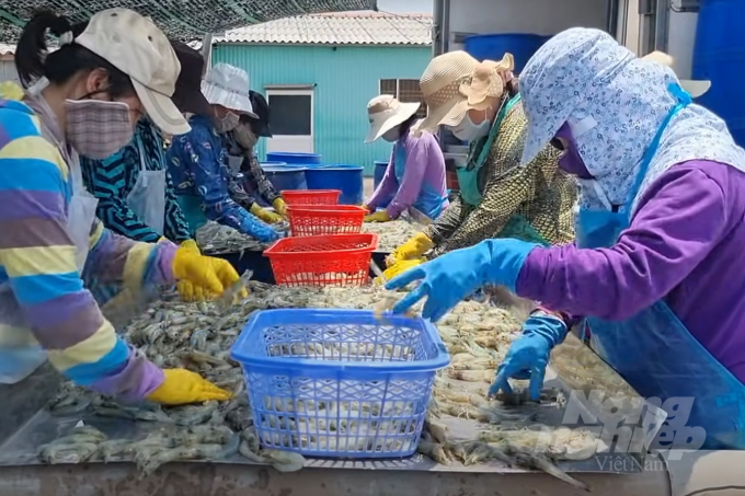 Classification of freshly harvested shrimp in the Mekong Delta. Photo: Son Trang.