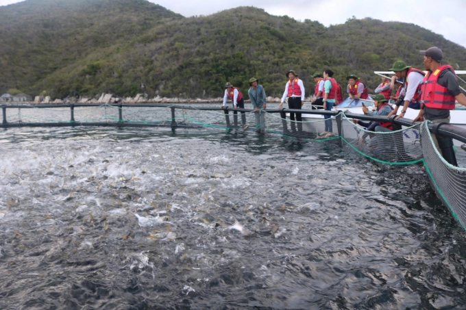 Khanh Hoa has 2 units on Van Phong Bay developing marine aquaculture on an industrial scale. Photo: MH.
