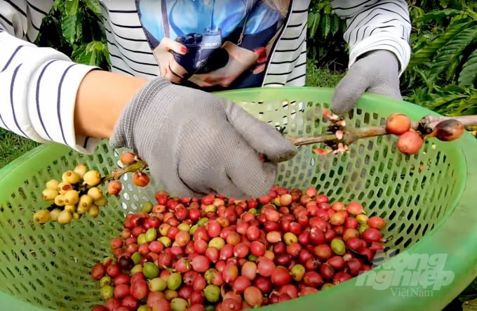 Farmers harvesting coffee in Lam Dong. Photo: Thanh Son.
