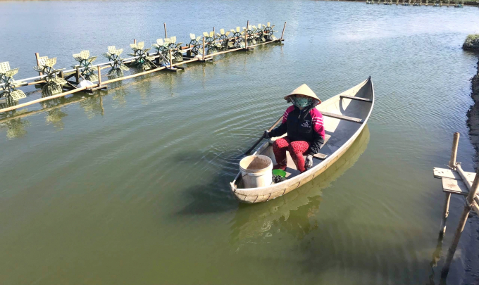 Shrimp farmers in Phuoc Son commune (Tuy Phuoc district, Binh Dinh) taking care of farmed shrimps. Photo: V.D.T.