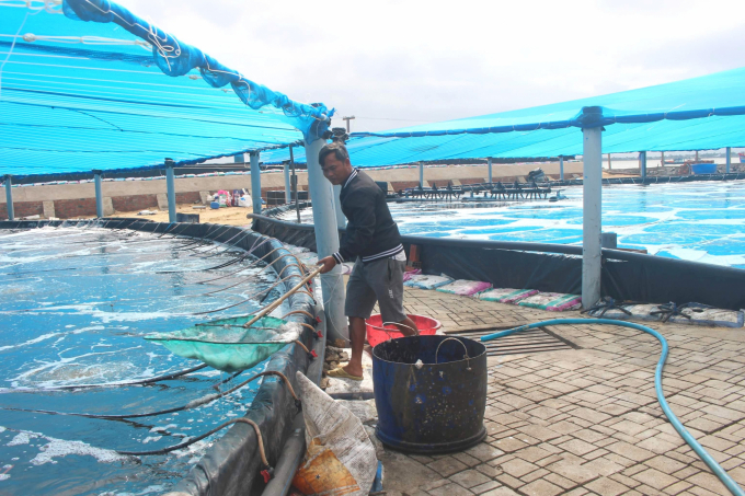 Shrimp farmers using tarpaulin-lined ponds need to regularly clean the pond bottom to reduce the amount of organic humus. Photo: V.D.T.