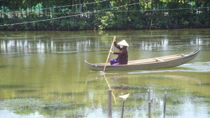 Improved extensive shrimp farming households have no technical investment, so unfavorable weather causes a risk of heavy damage. Photo: V.D.T.