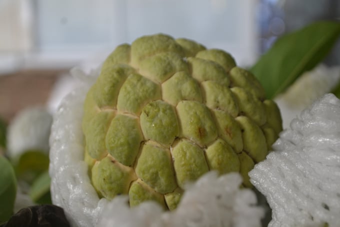 Ba Den custard apple has a beautiful and eye-catching shape. Photo: Tran Trung.