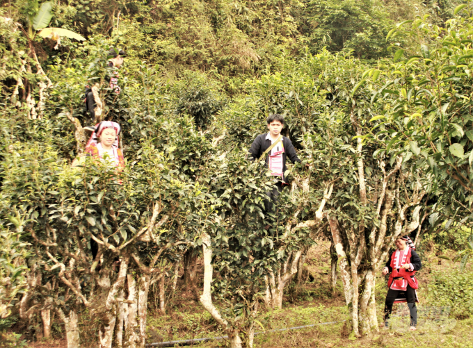 Phin Ho tea is the first agricultural product from Ha Giang province to be recognized as a 5-star OCOP product. Photo: DT.