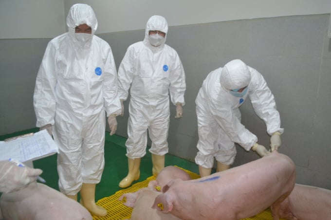 Experimental Navetco vaccination on pigs. Photo: Tran Trung.