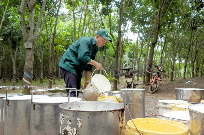 Harvest of rubber latex at Ba Ria Rubber Joint Stock Company. Photo: Thanh Son.